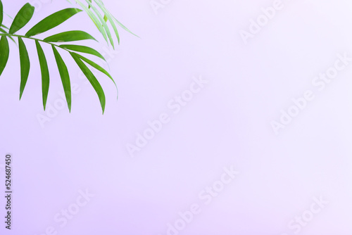 Image of tropical green palm over pink pastel background