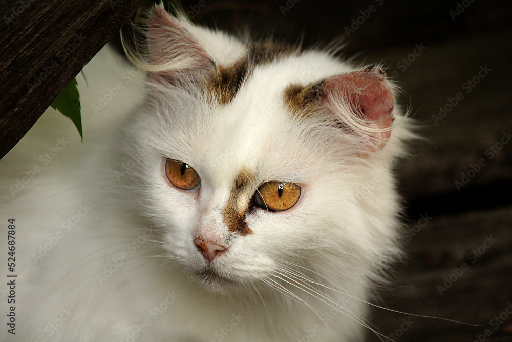 Portrait of a white yellow-eyed house cat on a black background