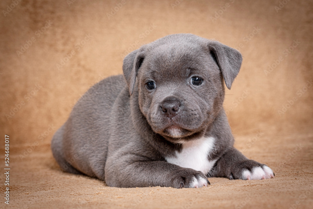 Obraz premium portrait of the Staffordshire Bull Terrier Dog Puppy