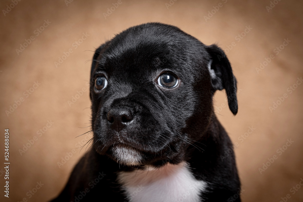 portrait of the Staffordshire Bull Terrier Dog Puppy portrait of the Staffordshire Bull Terrier Dog Puppy