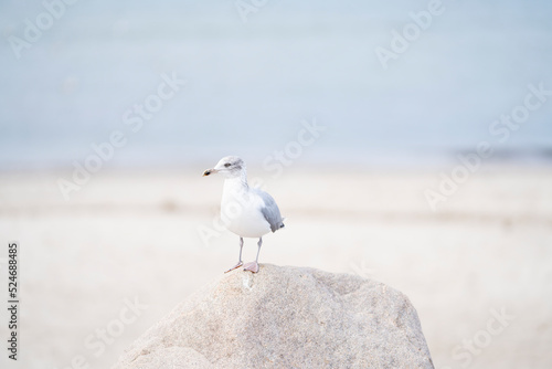 Standing atop a rock