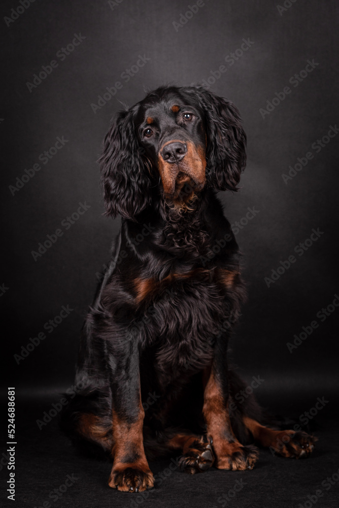 The portrait of Young Gordon Setter Dog The portrait of Young Gordon Setter Dog
