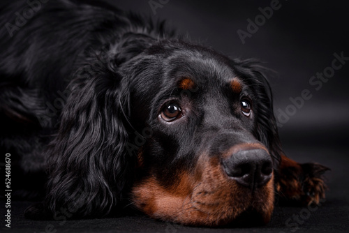 The portrait of Young Gordon Setter Dog photo