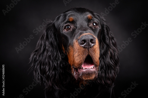 Schilderij op canvas The portrait of Young Gordon Setter Dog