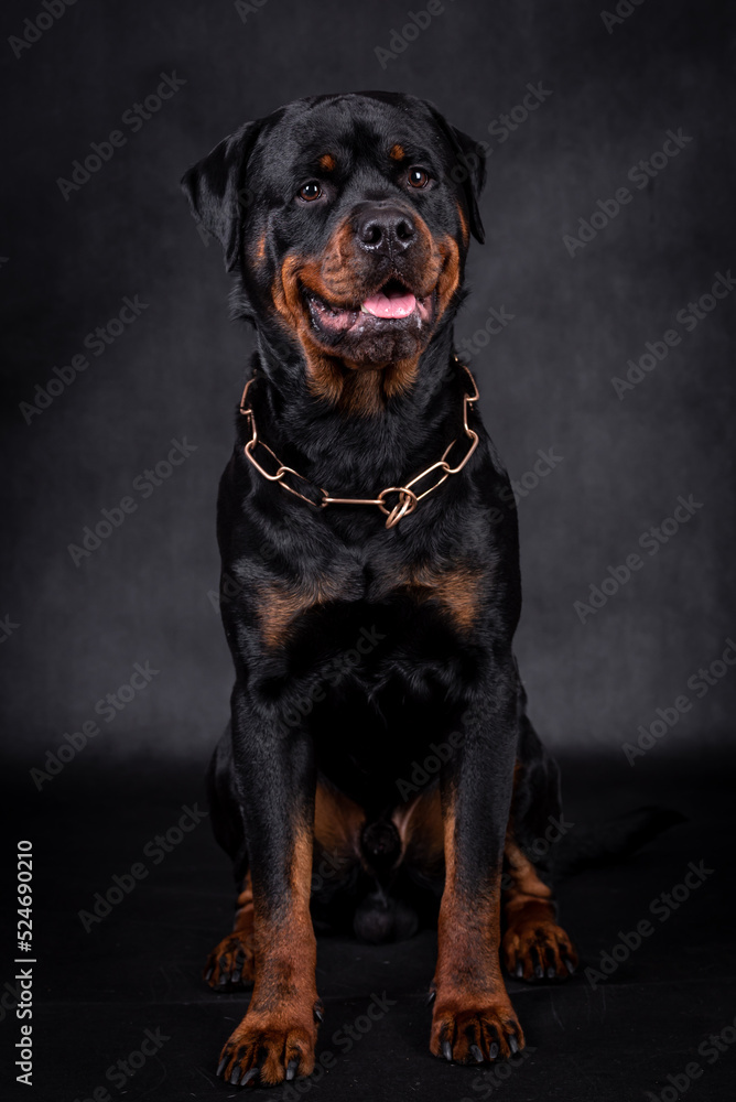 Obraz premium portrait of the happy Rottweiler Dog