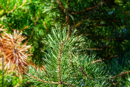 Coniferous tree branches with copy space.Green coniferous needles,spruces,pines with blur.