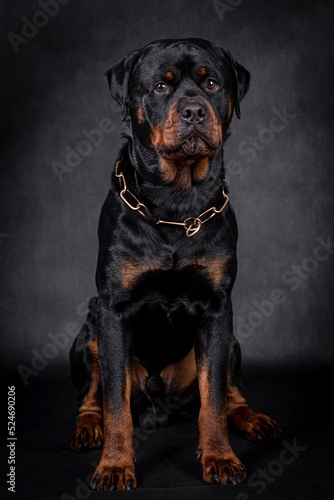 portrait of the happy Rottweiler Dog © angloma