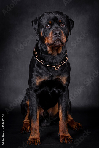 portrait of the happy Rottweiler Dog