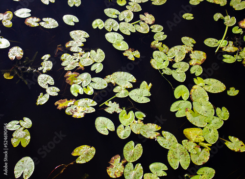 Water lilies on the water. Green leaves of water lilies, swamp.Freshwater lake.Natural habitat pond in summer.