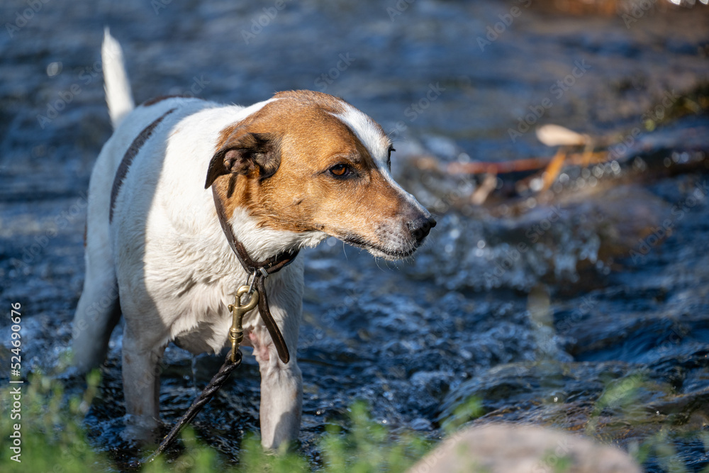 Twelve-year old Danish-Swedish farmdog taking cooling bath in a creek during the hot summer of 2022 in Sweden. This breed, which originates from Denmark and southern Sweden is lively and friendly. Twelve-year old Danish-Swedish farmdog taking cooling bath in a creek during the hot summer of 2022 in Sweden. This breed, which originates from Denmark and southern Sweden is lively and friendly.