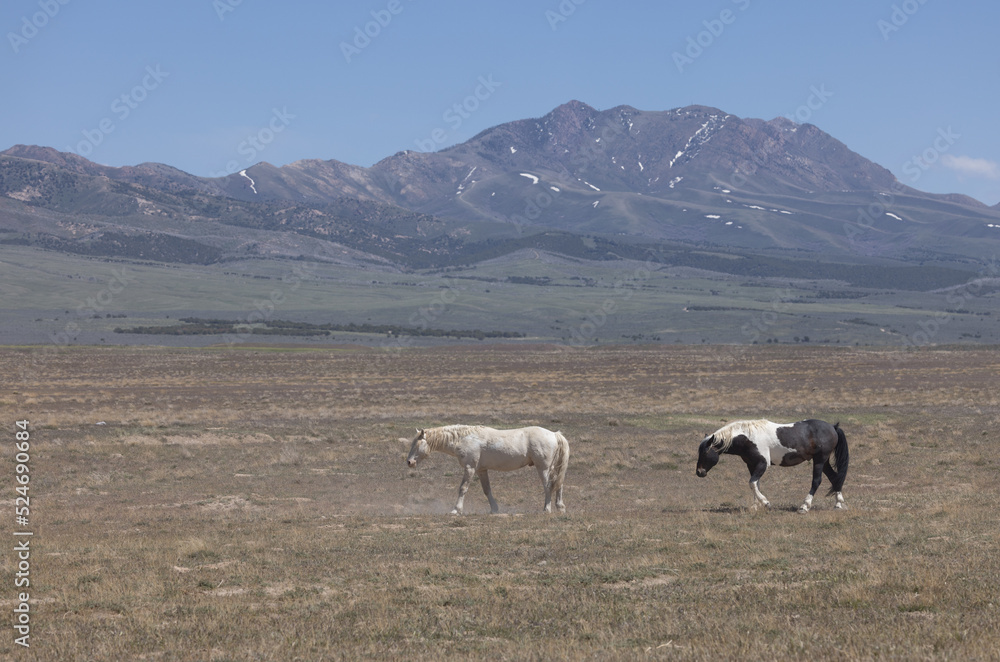 Wild Horses in Spring in the Utah Desert