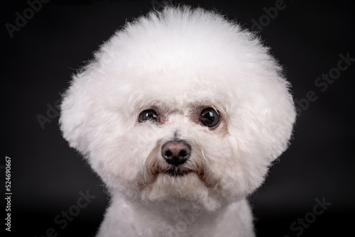 portrait of the Bichon Frise Dog