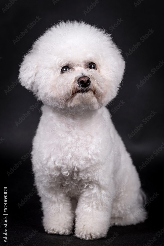 portrait of the Bichon Frise Dog
