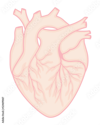 Anatomical heart isolated on white background. Anatomical heart vector illustration. Pastel pink color heart. 