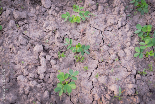 Toned photo young seedlings of peanut plants growing on clay soil on traditional farm land in countryside Vietnam