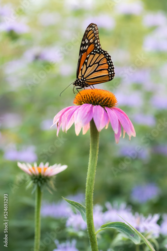 Monarch on Echinacea