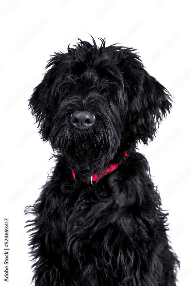 The portrait of black Giant Schnauzer Dog