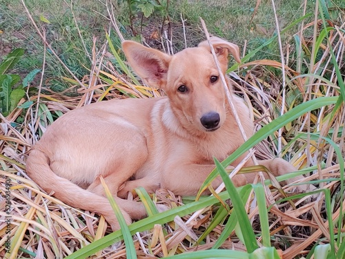 A young puppy lies and plays in the bushes