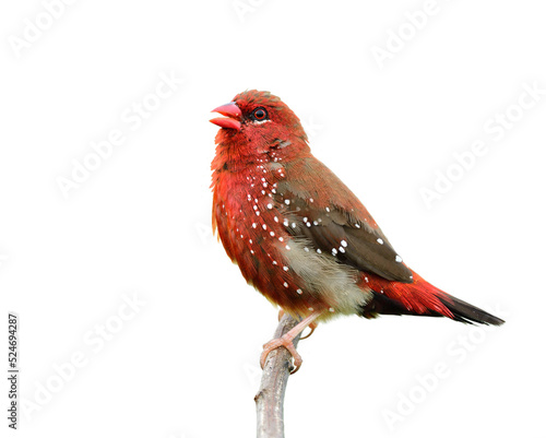 happy red bird with white spots enjoy singing song on branch isolated on white background, red avadavat © prin79
