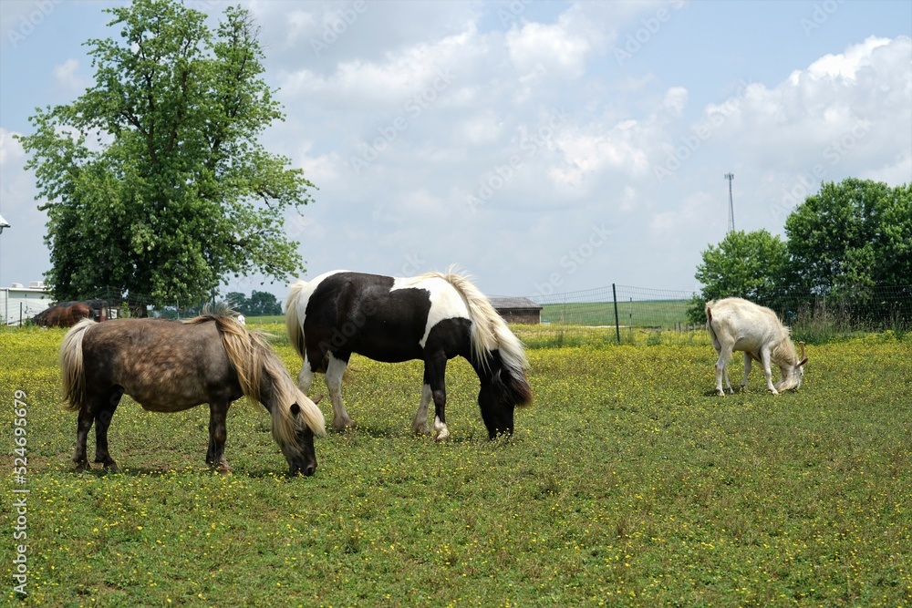 Fototapeta premium horses in the field