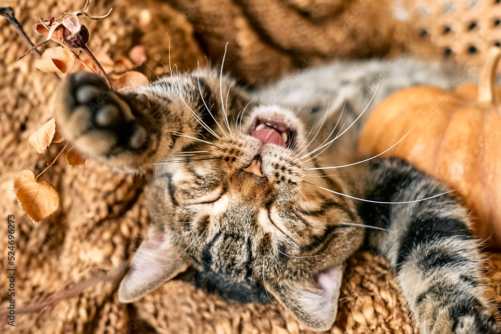 Cute tabby cat with pumpkin. Gray kitty resting with pumpkin on wicker chair with woolen blanket. Fall mood, autumn vibes. Thanksgiving day. Cute tabby cat with pumpkin. Gray kitty resting with pumpkin on wicker chair with woolen blanket. Fall mood, autumn vibes. Thanksgiving day.