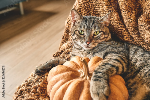 Cute tabby cat with pumpkin. Gray kitty resting with pumpkin on wicker chair with woolen blanket. Fall mood, autumn vibes. Thanksgiving day.