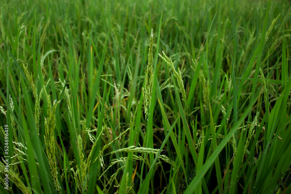 Indonesian rice fields planted with rice. Afternoon atmosphere Indonesian rice fields planted with rice. Afternoon atmosphere