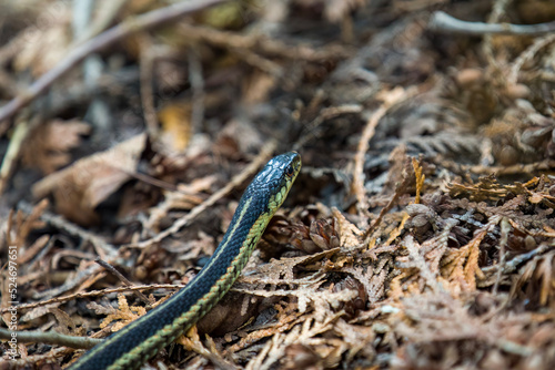 An Eastern Garter Snake slithering along a hiking path in Ontario.