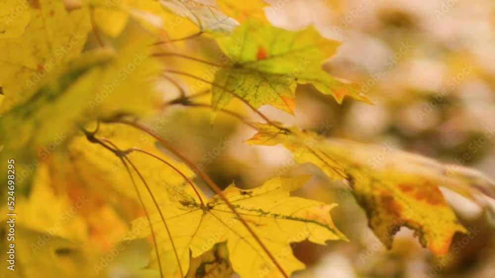Yellow maple leaves close-up. Yellow autumn leaves on a blurred background. Autumn concept Yellow maple leaves close-up. Yellow autumn leaves on a blurred background. Autumn concept