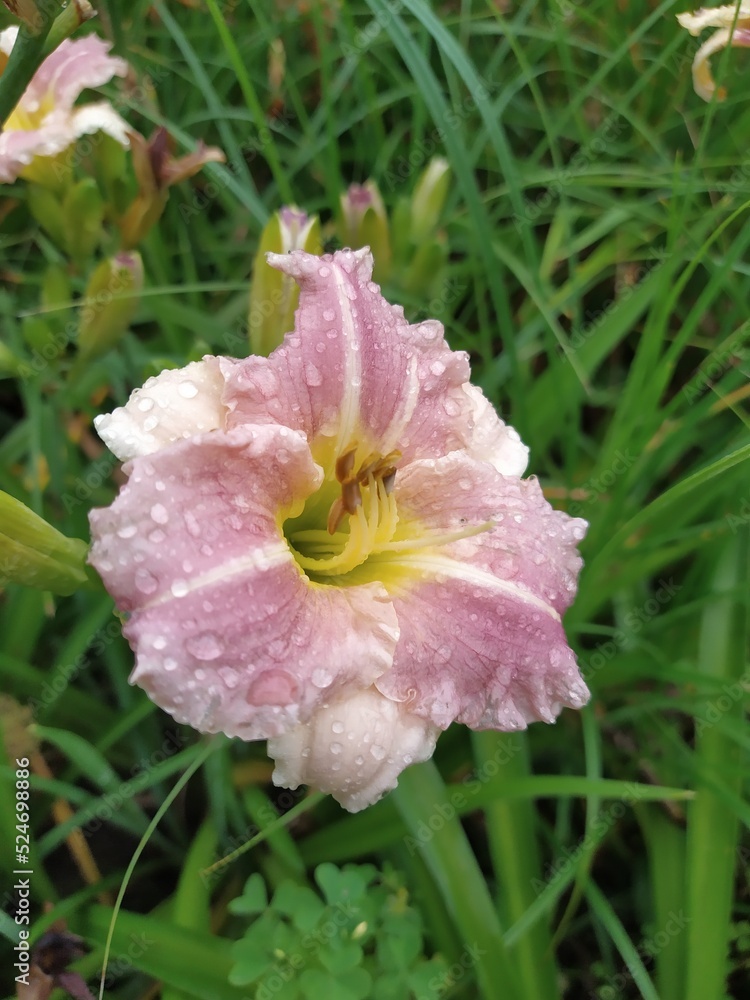 Fototapeta premium Pink open daylily flower against the background of green foliage, perennial in the garden
