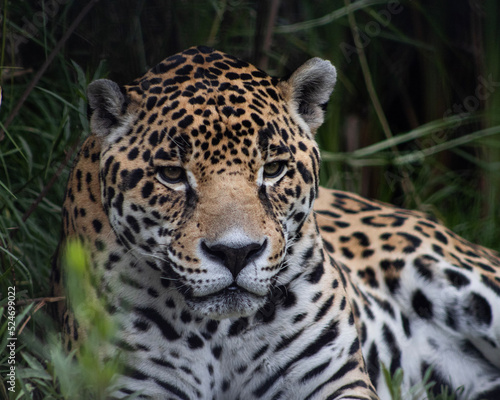 jaguar in zoo © Rodrigo