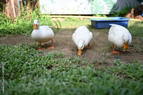 Three Peking Ducks are foraging on the ground and have a lawn in the garden. Anas domestica L., its body is completely white. yellow-orange mouth The shins and feet are reddish-orange. Yellow skin, 
 photo