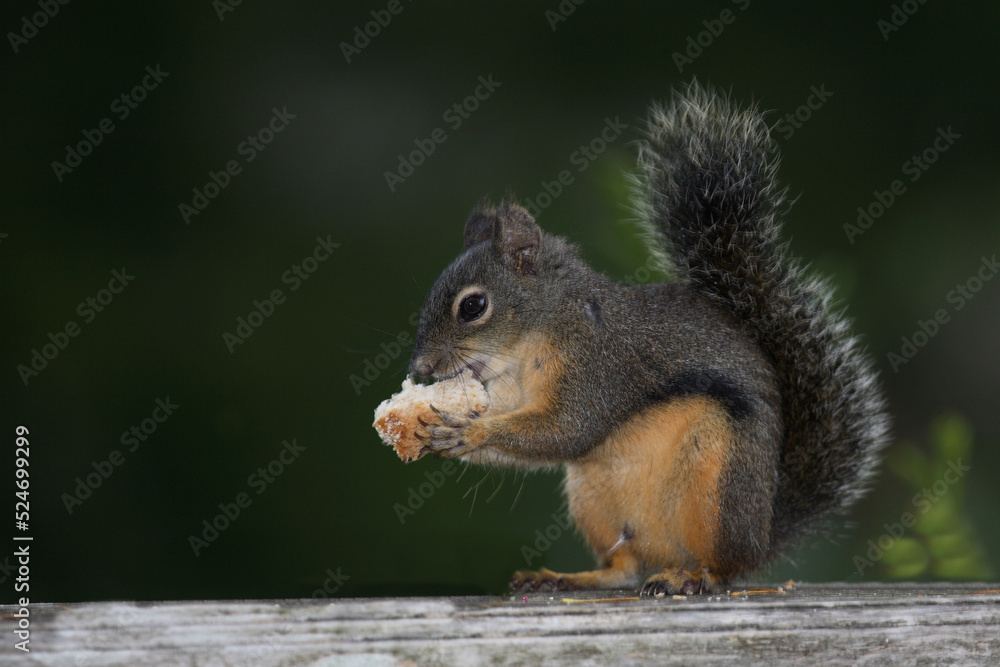 Westliches Grauhörnchen / Western gray squirrel / Sciurus griseus Westliches Grauhörnchen / Western gray squirrel / Sciurus griseus