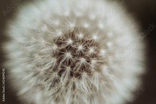 dandelion seed head
