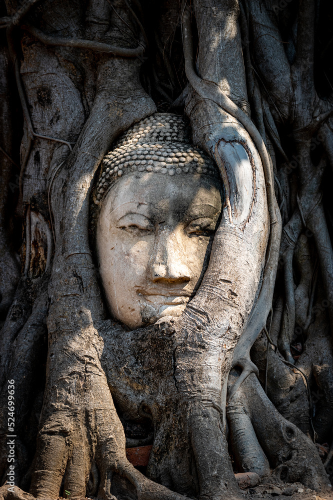 Buddha Head in Tree Wat Mahathat Ayutthaya Thailand