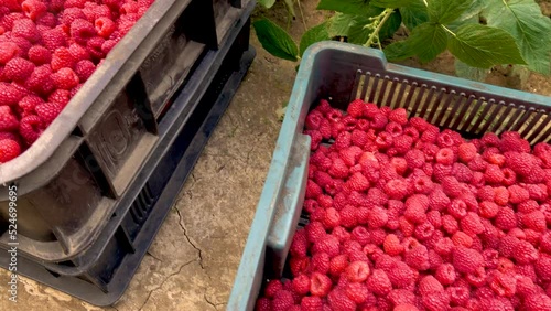 Fresh red raspberries in boxes. Collection of red raspberries in boxes. The concept of agriculture, farming, food, fruits and berries. Camera movement.