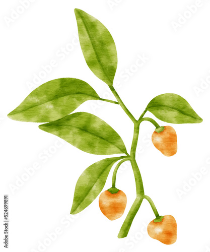 Wallpaper Mural Branch of chili pepper watercolor style Decorative Element Torontodigital.ca