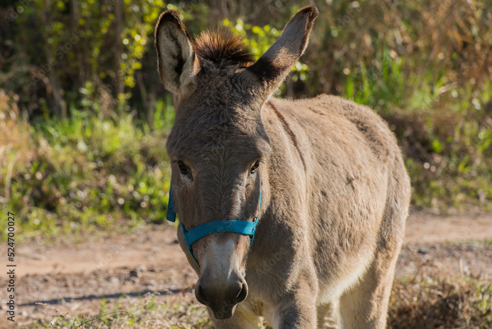 Fototapeta premium Animal