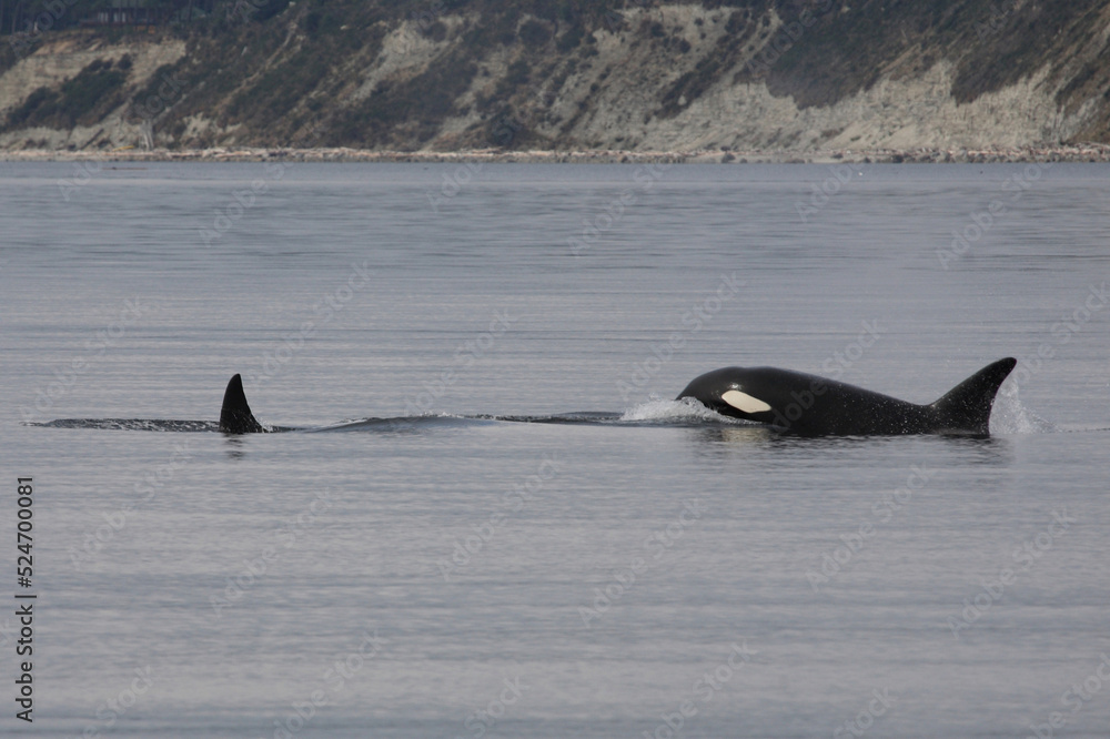 Fototapeta premium Schwertwal - Orca / Killer whale / Orcinus orca