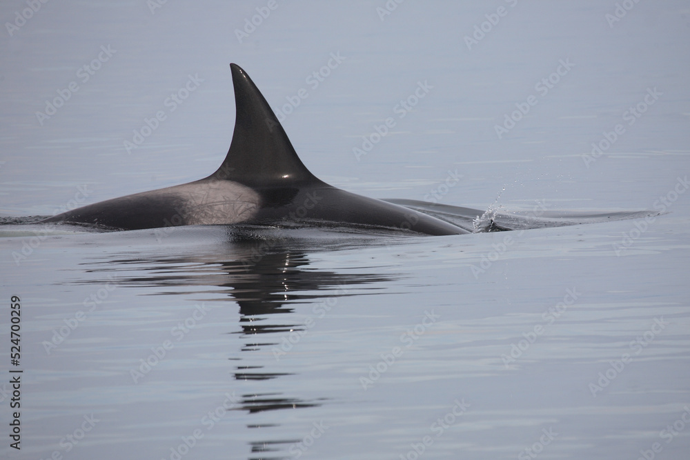 Fototapeta premium Schwertwal - Orca / Killer whale / Orcinus orca