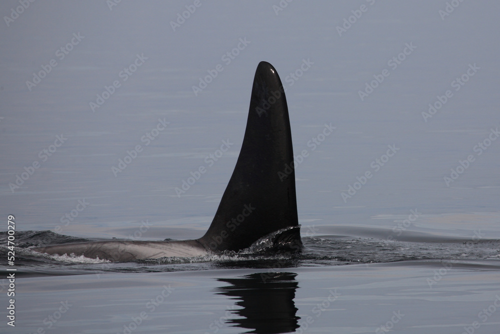 Fototapeta premium Schwertwal - Orca / Killer whale / Orcinus orca