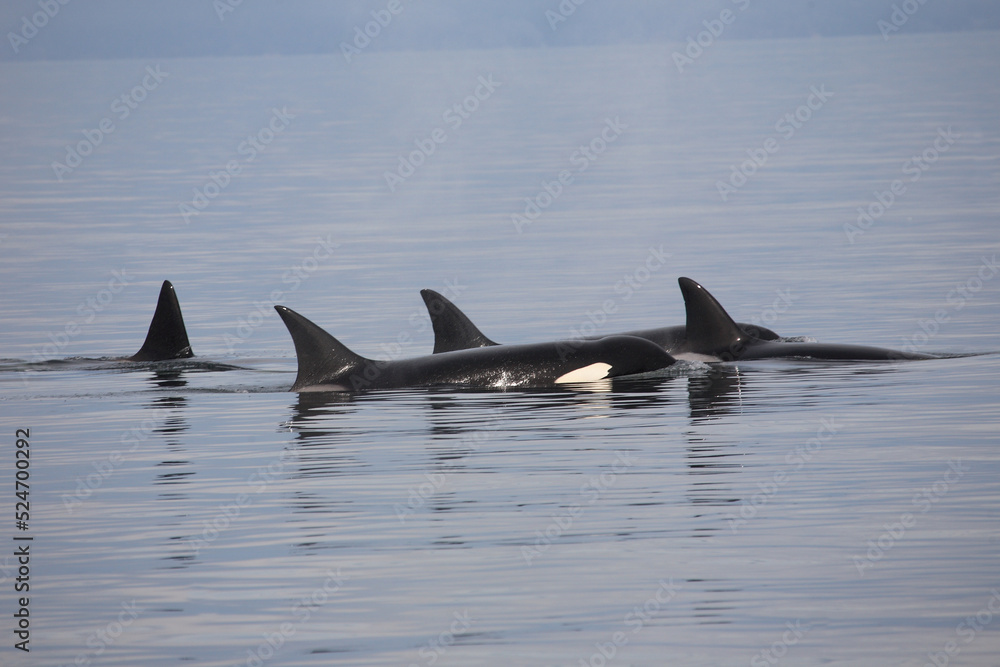 Fototapeta premium Schwertwal - Orca / Killer whale / Orcinus orca