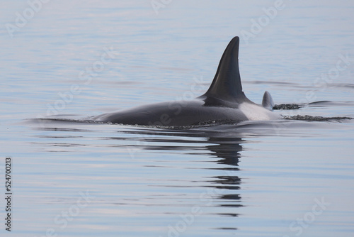 Schwertwal - Orca / Killer whale / Orcinus orca © Ludwig