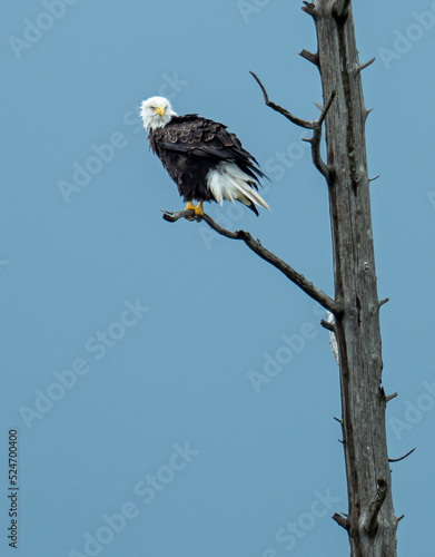 Bald eagle perched on branch of dead tree photo