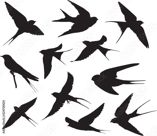 Swallows silhouette