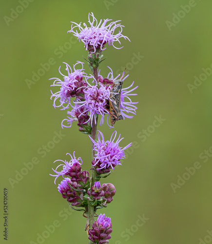 grasshopper sits on a beautiful blooming blazing star flower photo