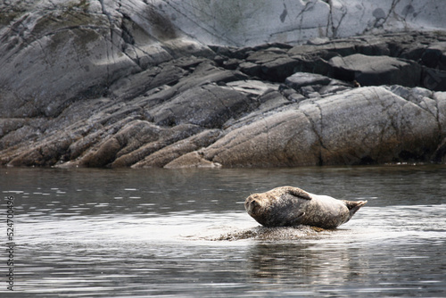 Seehund / Harbour Seal / Phoca vitulina .