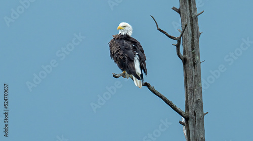 Bald eagle perched on branch of dead tree photo