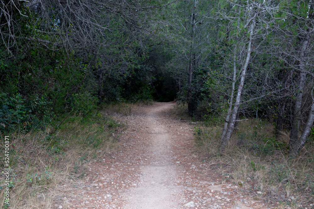 Obraz premium Paisaje. Camino atravesando un bosque