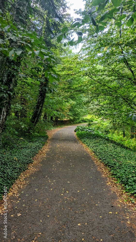 Path in the forest